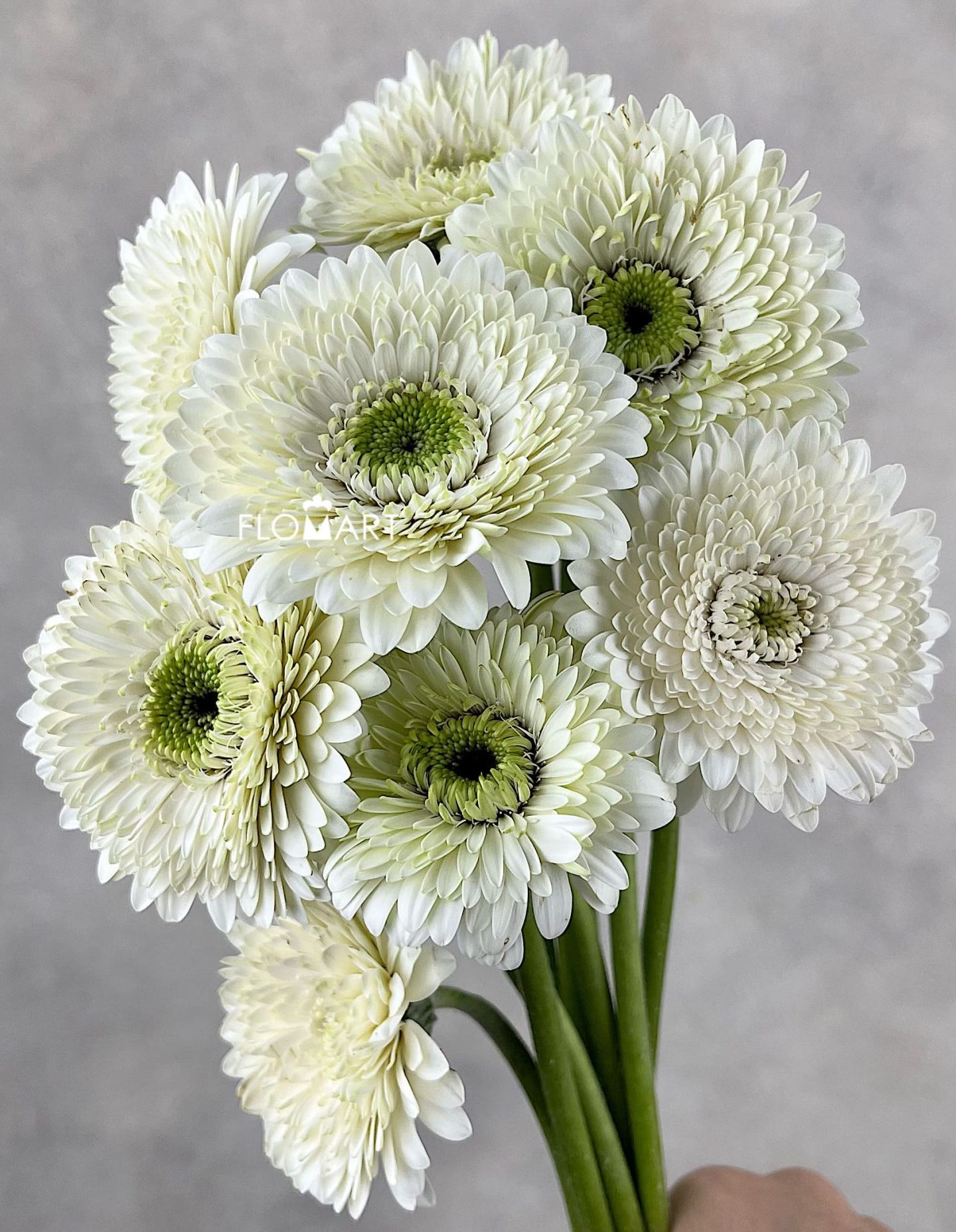 Gerbera Bolero Mona Mona