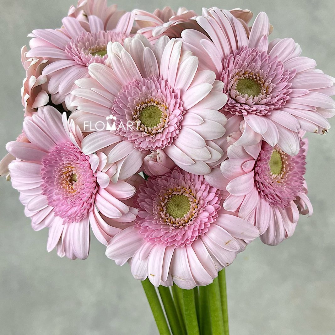Gerbera Bridal Kimsay