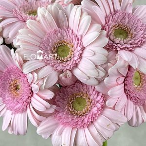 Gerbera Bridal Kimsay