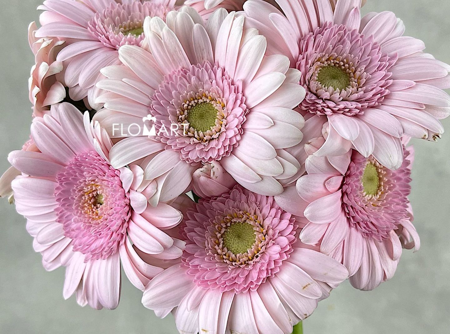 Gerbera Bridal Kimsay