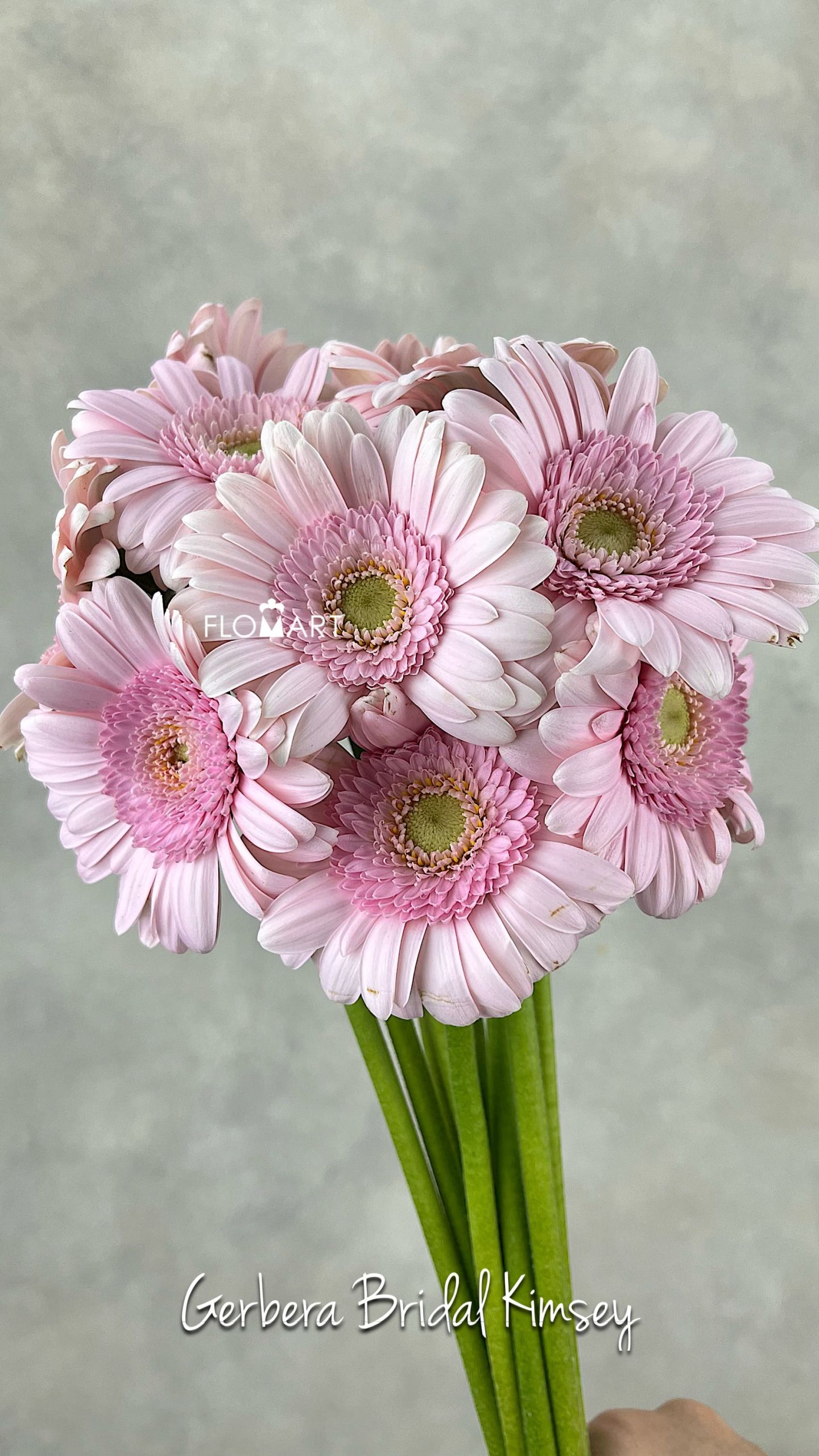Gerbera Bridal Kimsay
