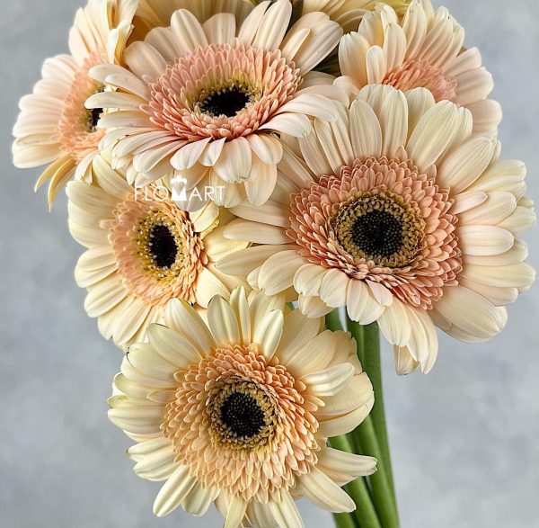 Gerbera Cafe