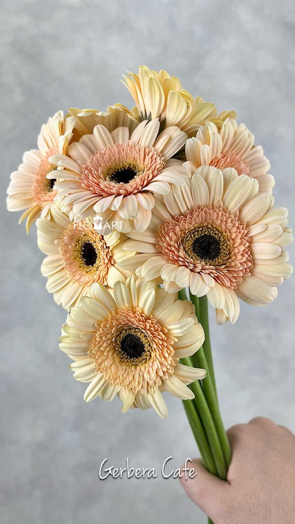 Gerbera Cafe