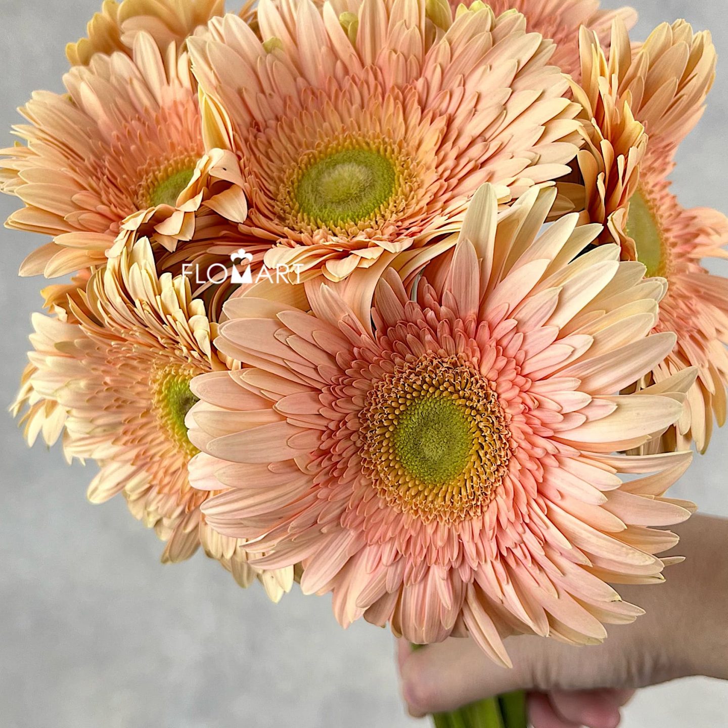 Gerbera Carlita