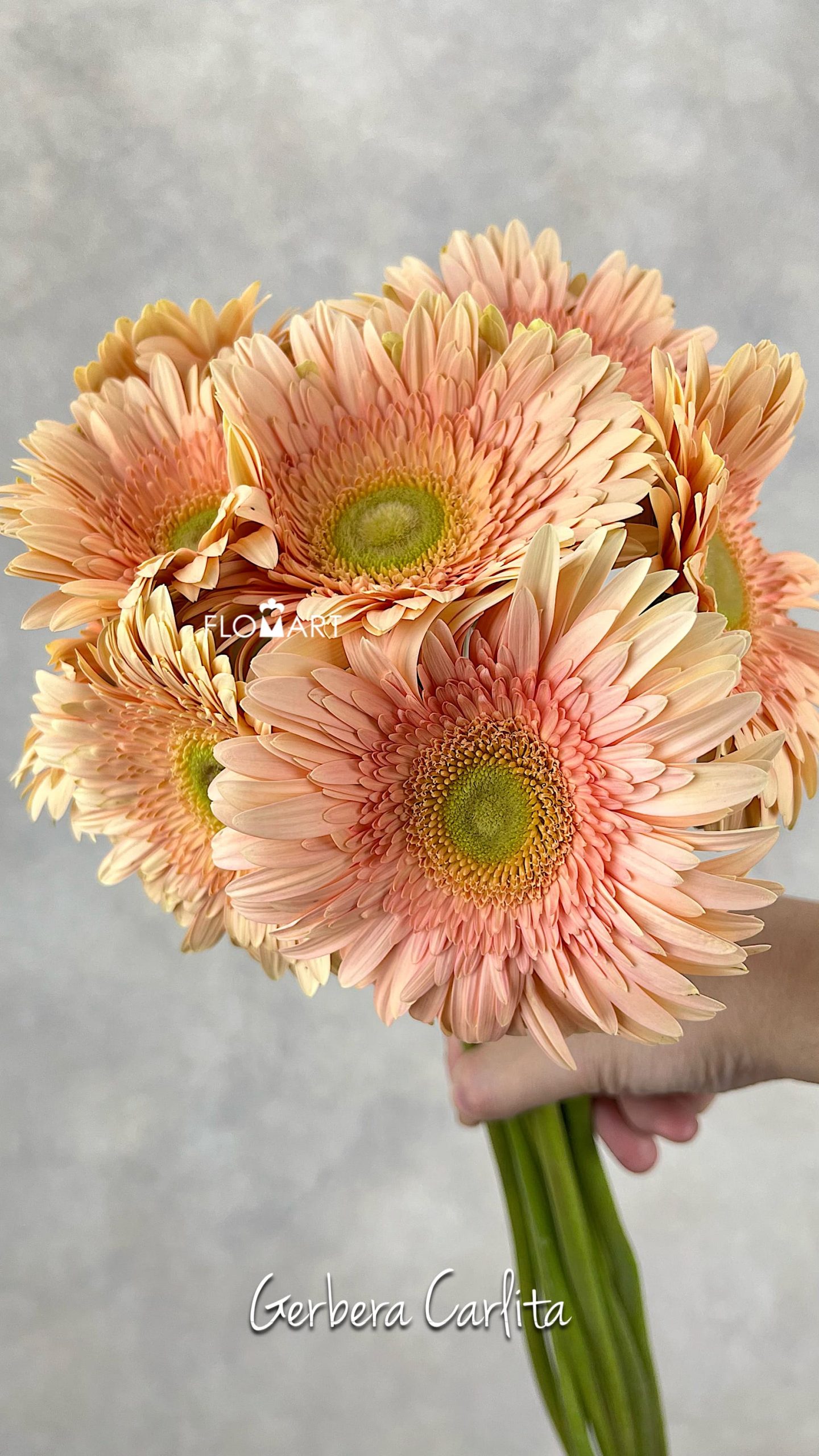 Gerbera Carlita