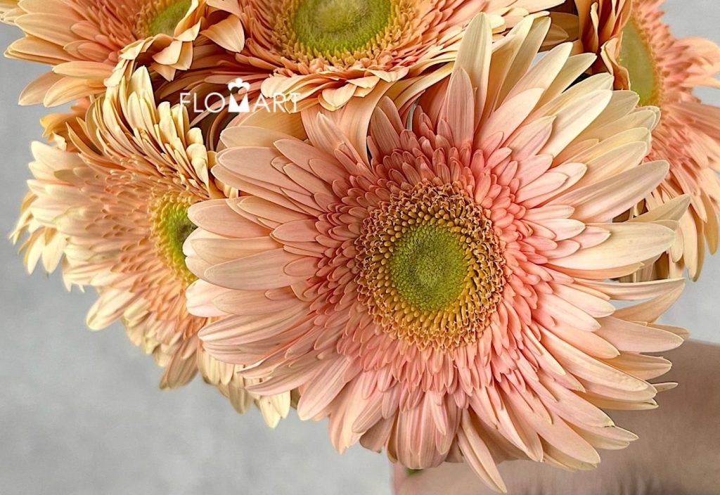Gerbera Carlita