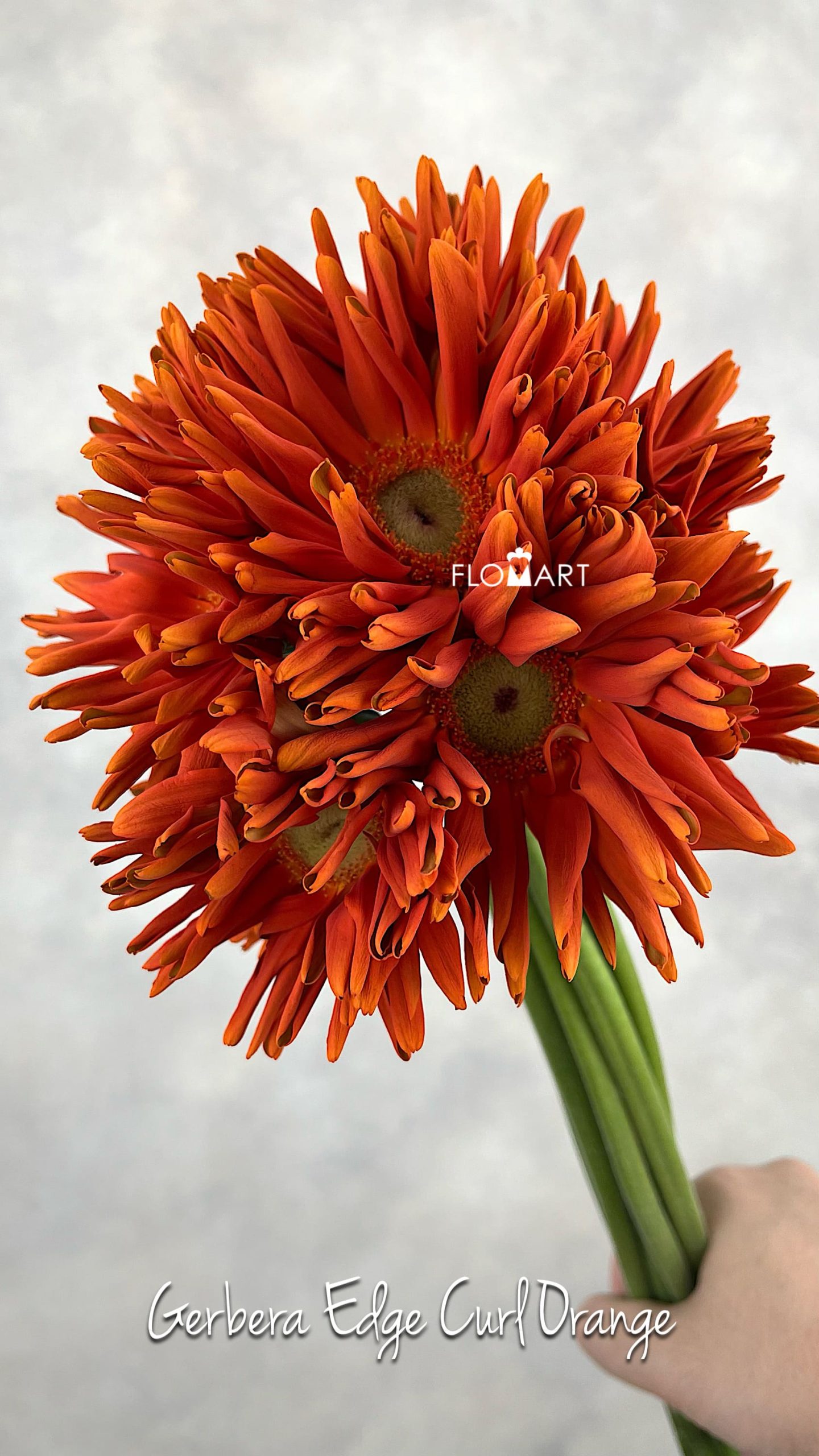 Gerbera Edge Curl Orange