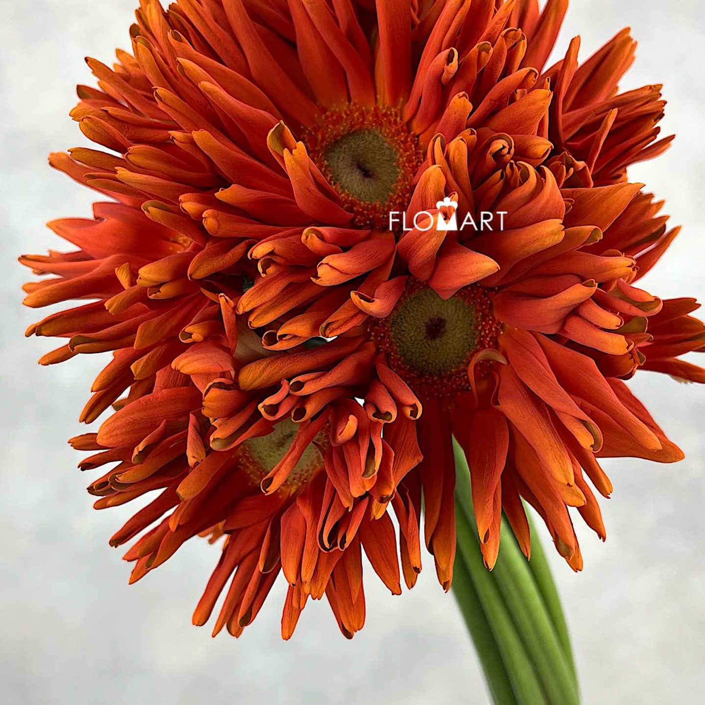 Gerbera Edge Curl Orange