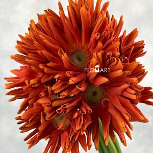 Gerbera Edge Curl Orange