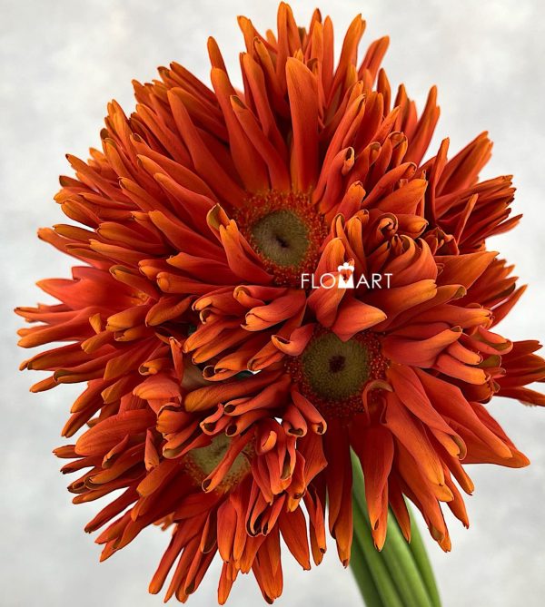 Gerbera Edge Curl Orange