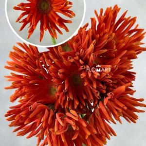 Gerbera Edge Curl Orange - Image 1