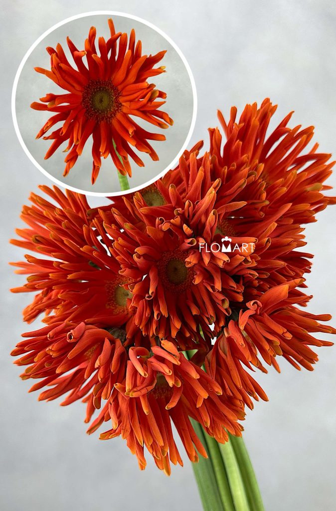 Gerbera Edge Curl Orange