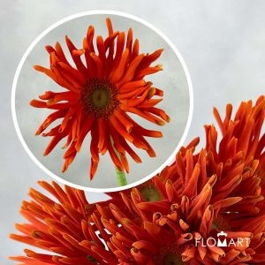Gerbera Edge Curl Orange - Image 2