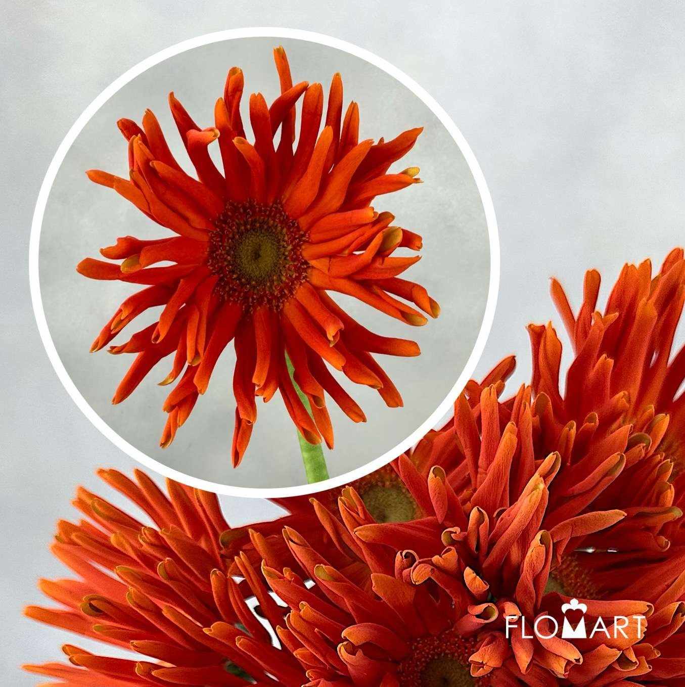 Gerbera Edge Curl Orange - Image 2