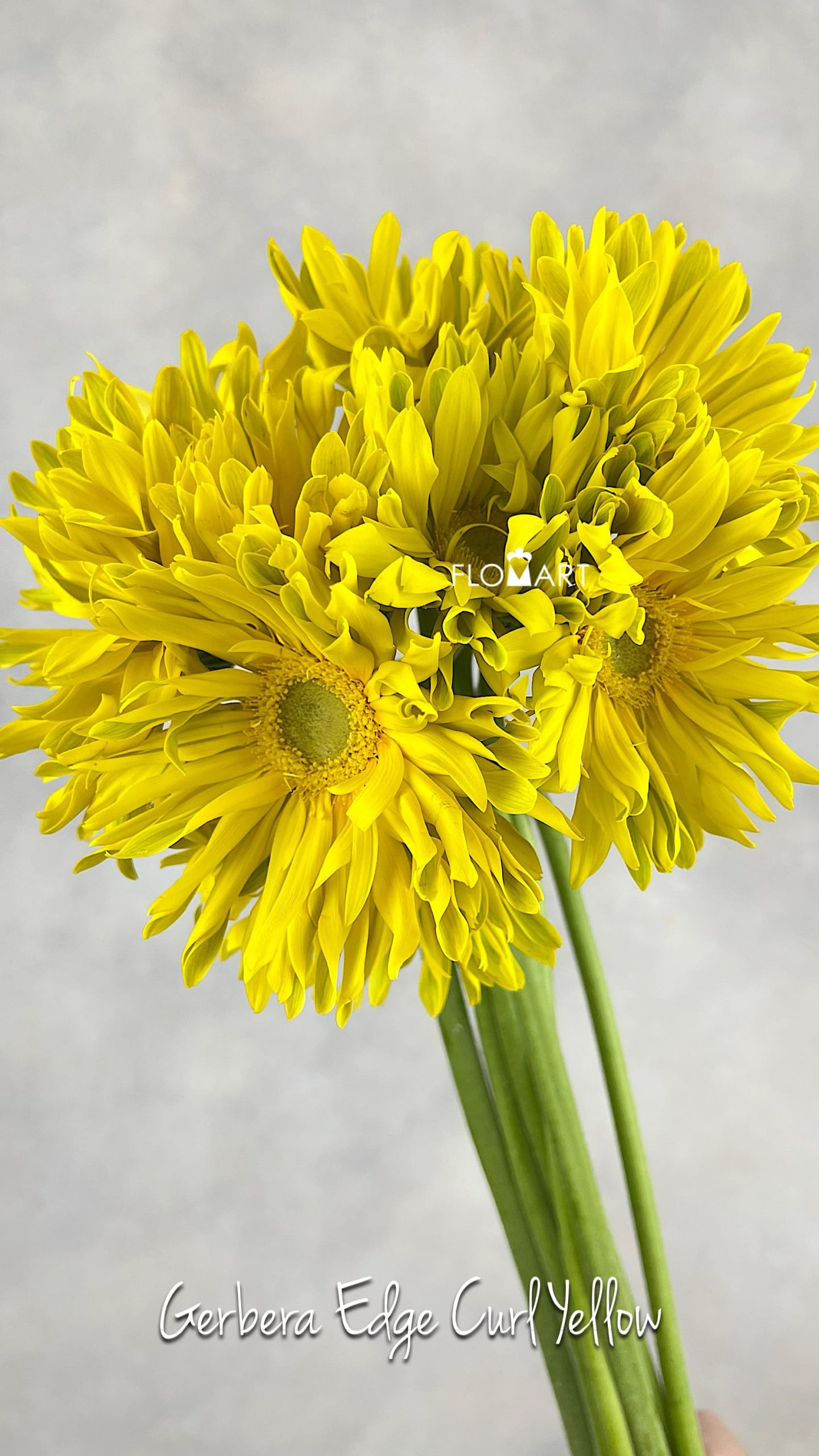Gerbera Edge Curl Yellow
