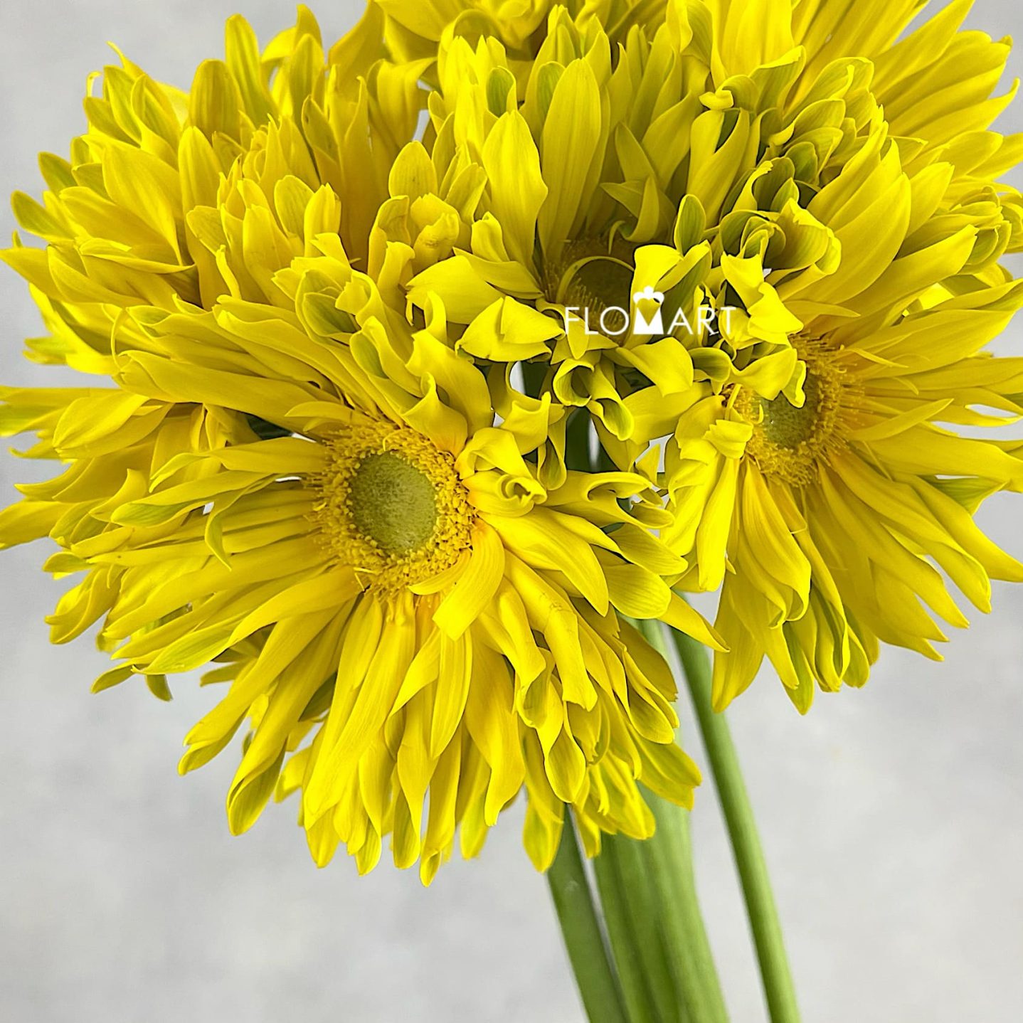 Gerbera Edge Curl Yellow