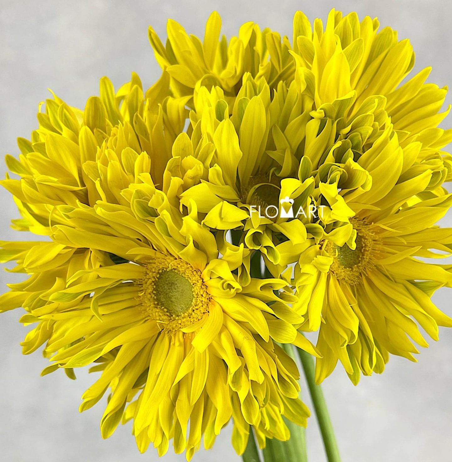 Gerbera Edge Curl Yellow