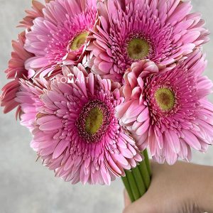 Gerbera Giovanna