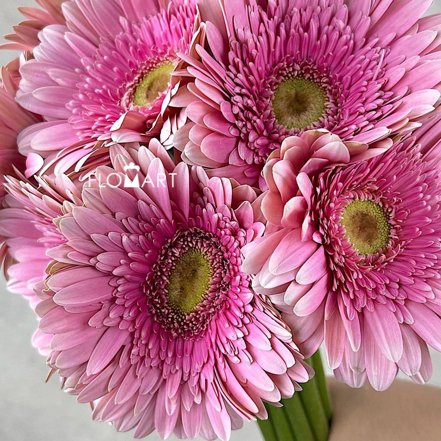 Gerbera Giovanna