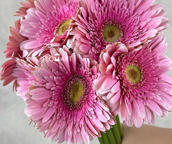 Gerbera Giovanna Gerbera Giovanna