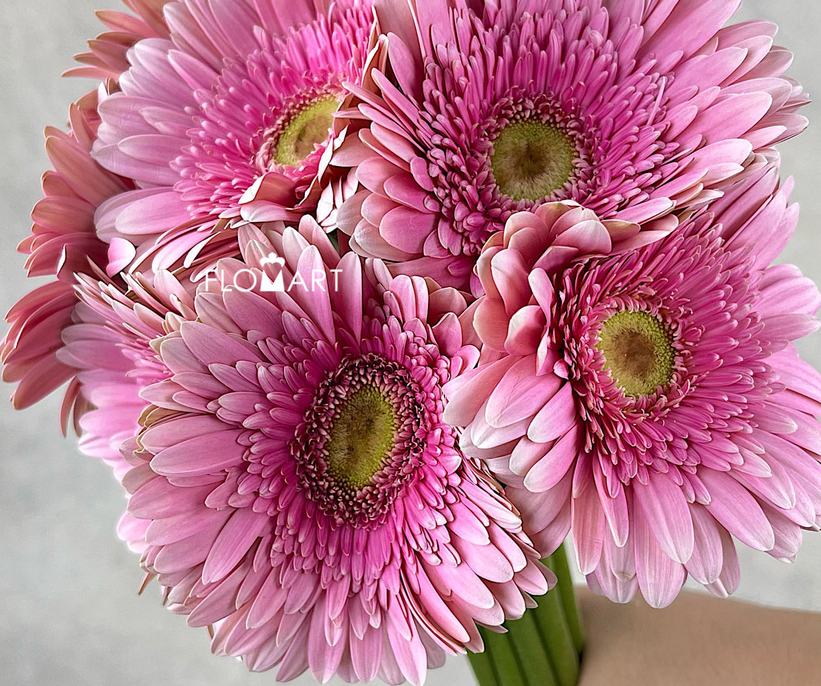 Gerbera Giovanna