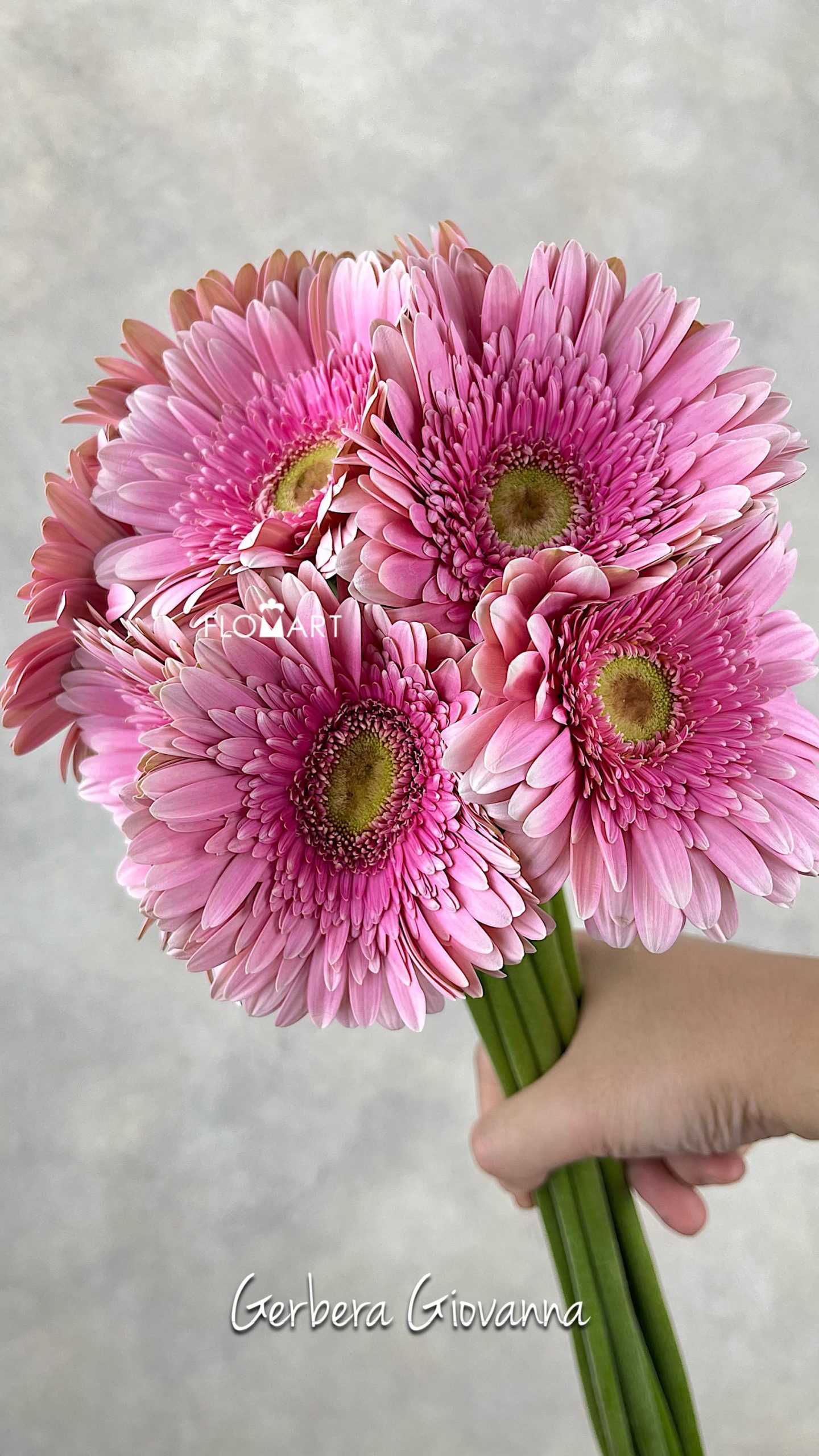 Gerbera Giovanna