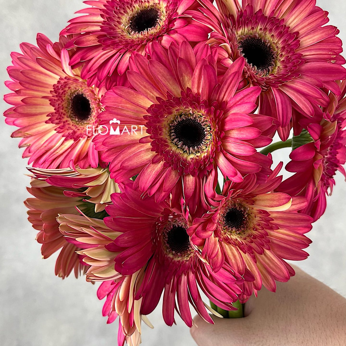 Gerbera Hippie Chick