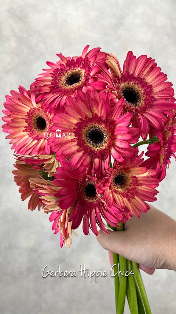 Gerbera Hippie Chick