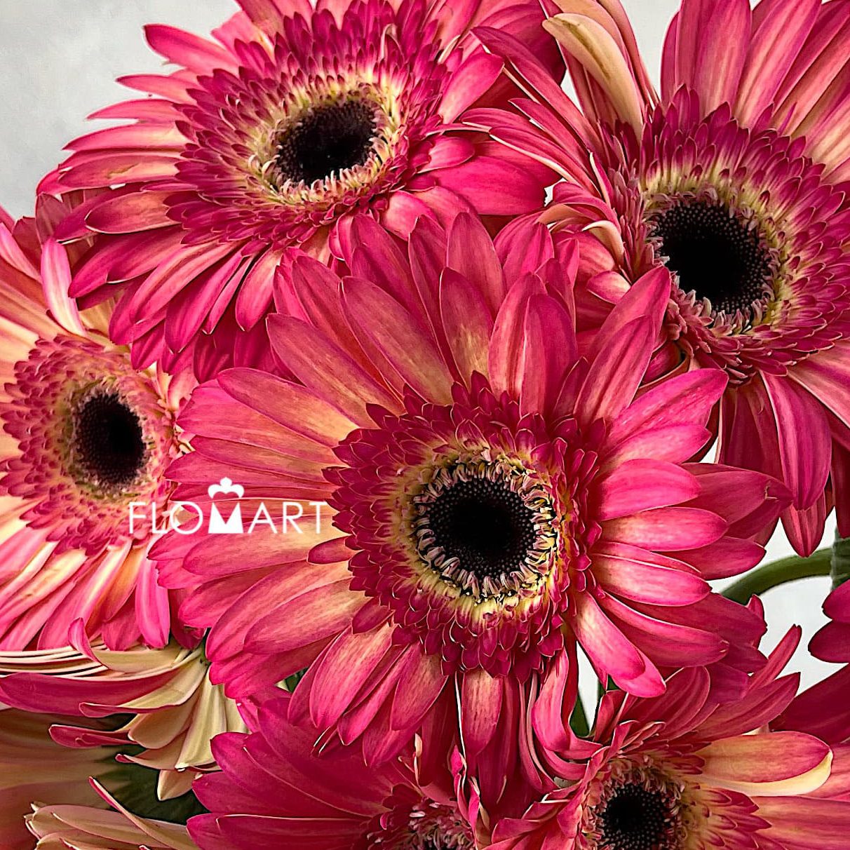 Gerbera Hippie Chick