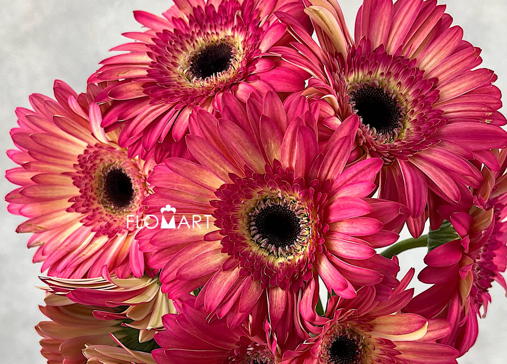 Gerbera Hippie Chick