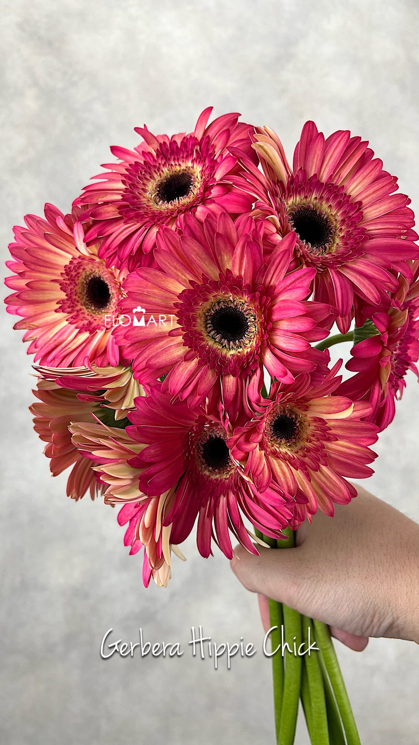 Gerbera Hippie Chick