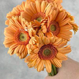 Gerbera Judo - Image 2