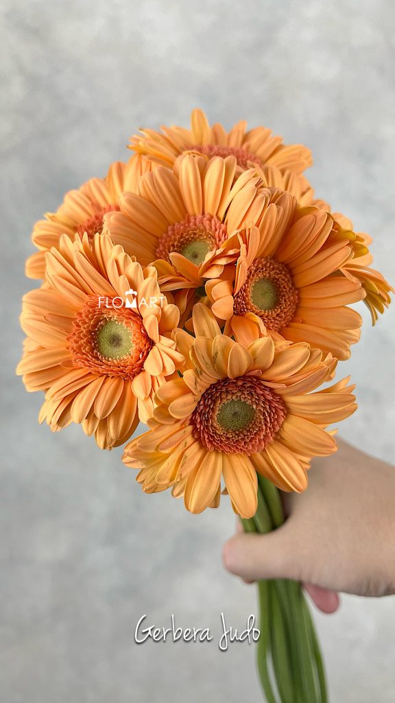 Gerbera Judo