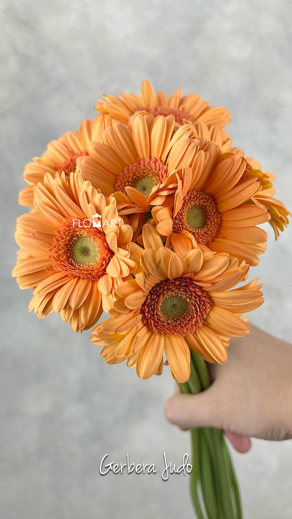 Gerbera Judo
