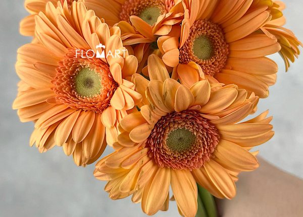Gerbera Judo