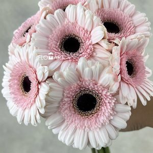 Gerbera Kokomo