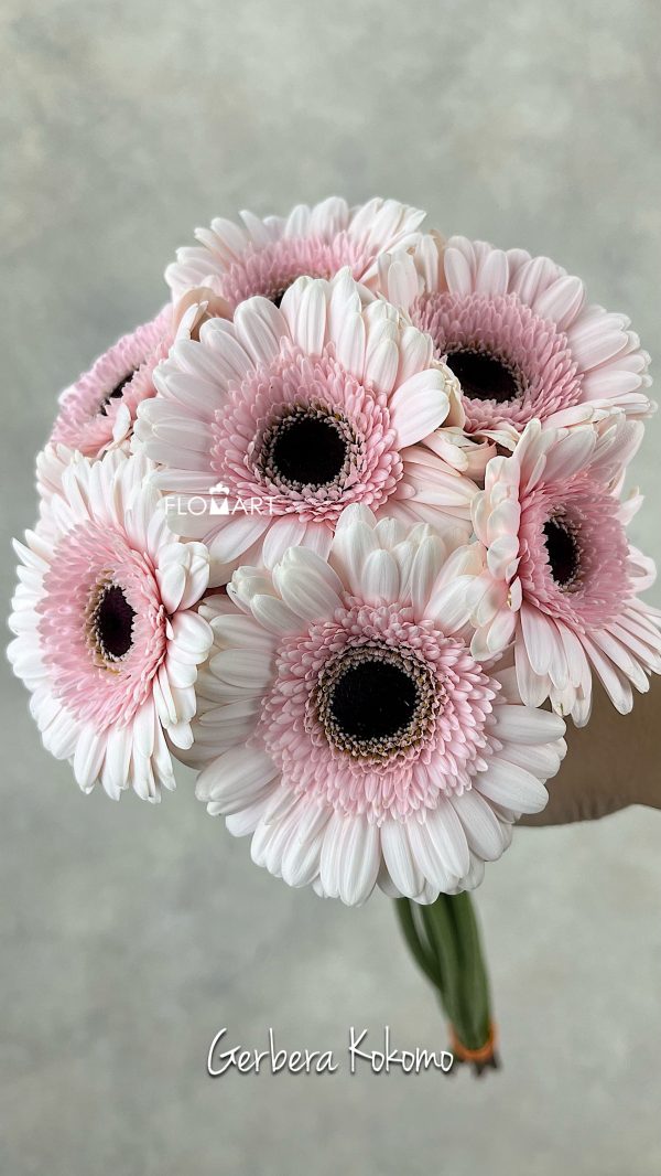 Gerbera Kokomo