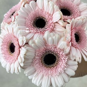 Gerbera Kokomo - Image 2