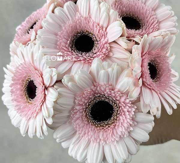 Gerbera Kokomo