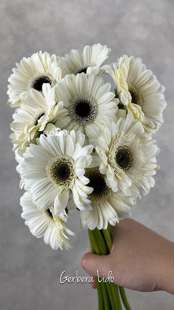 Gerbera Lido