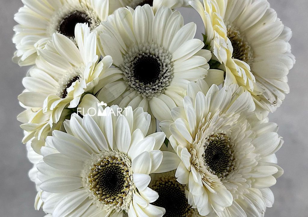 Gerbera Lido