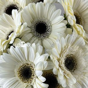 Gerbera Lido - Image 2
