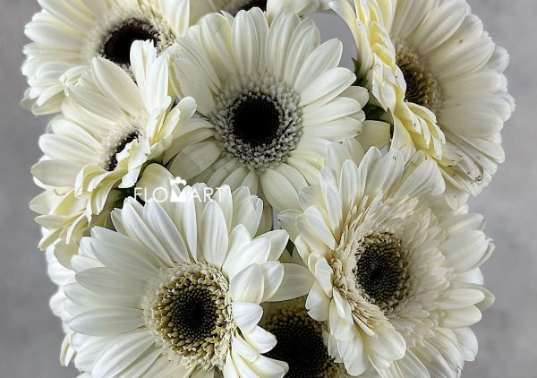 Gerbera Lido