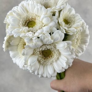 Gerbera Liva - Image 2