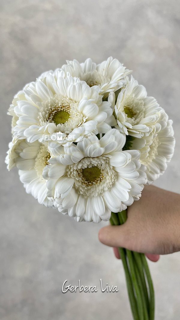 Gerbera Liva