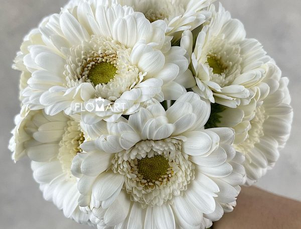 Gerbera Liva Zoom Gerbera Liva