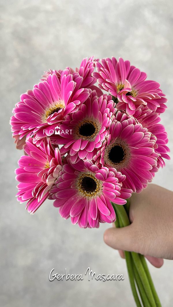 Gerbera Mascara