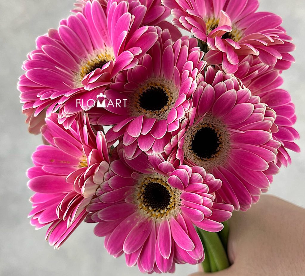 Gerbera Mascara