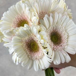 Gerbera Michelle - Image 2