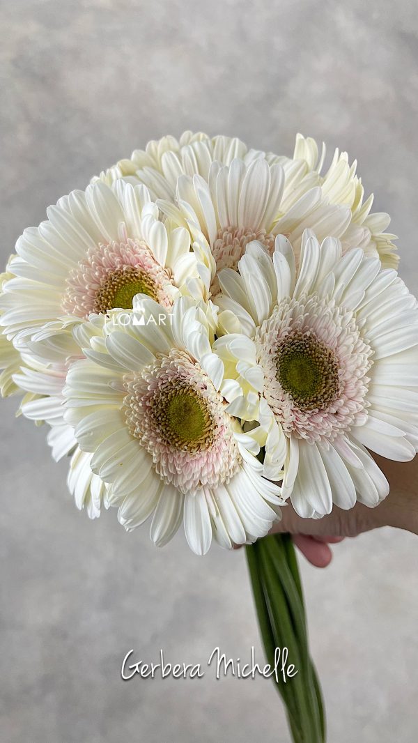 Gerbera Michelle